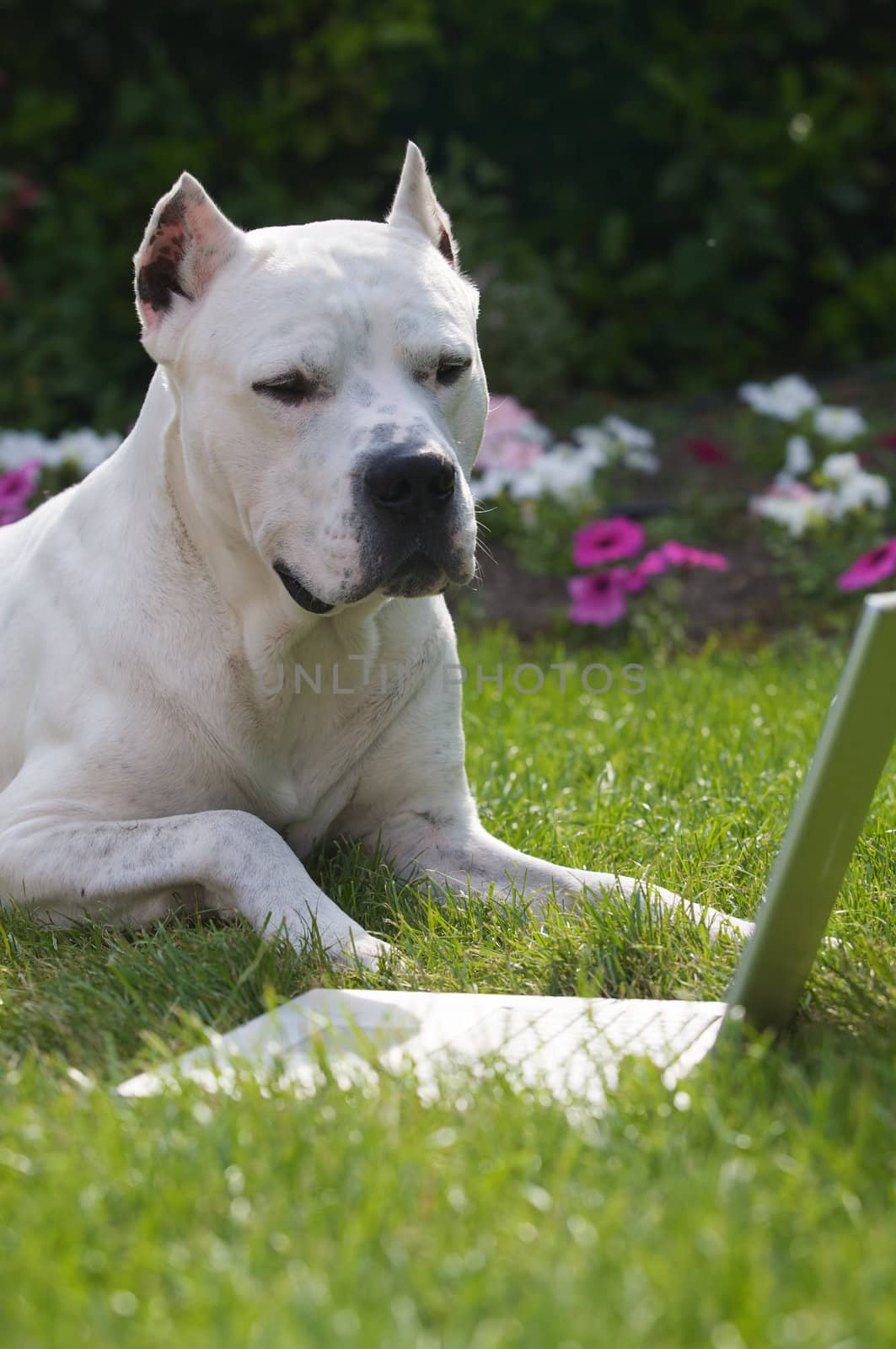 An argentin dog laying in front of a laptop.