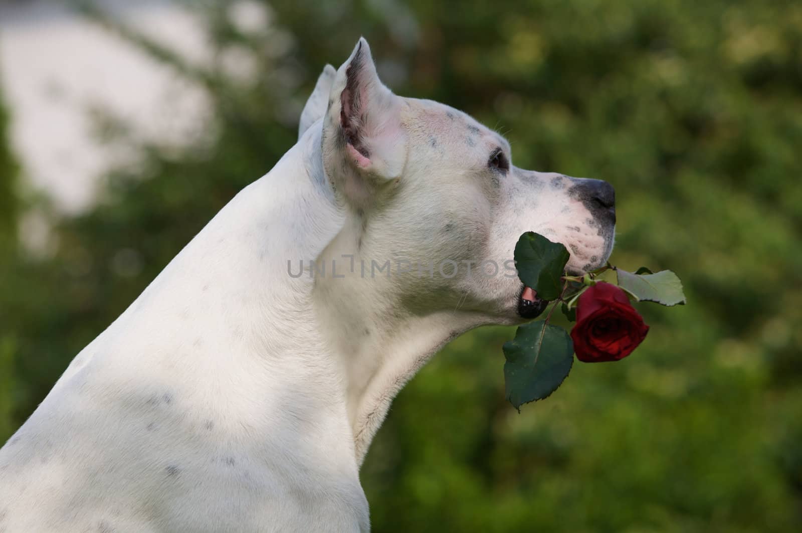 A dog holding a rose in his mouth.