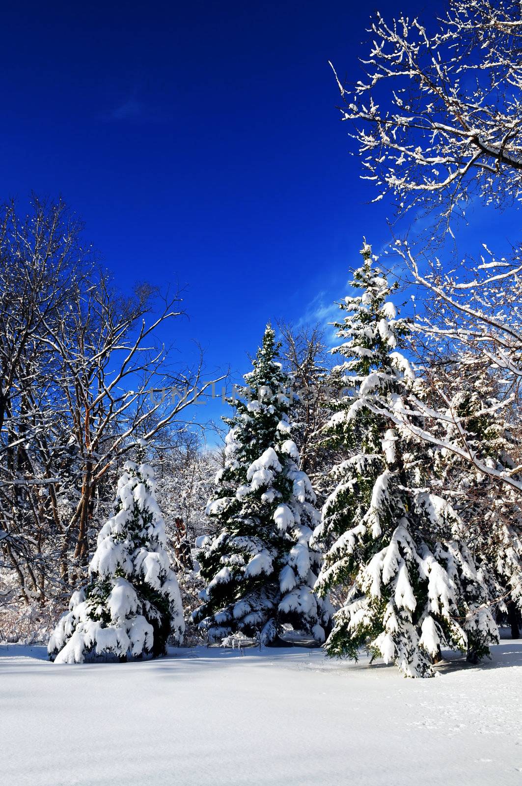 Winter landscape of a sunny forest after a heavy snowfall