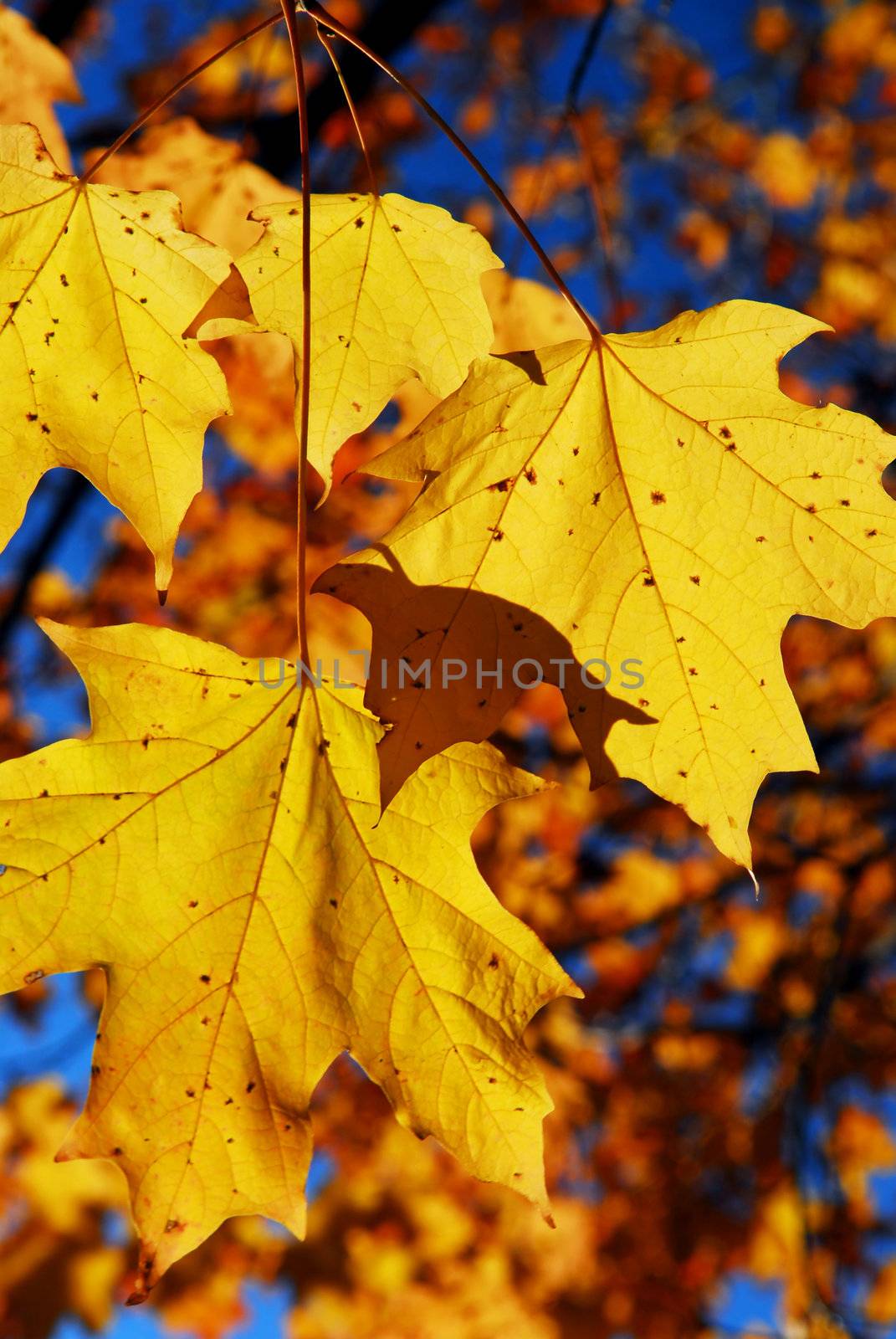 Yellow maple leaves in a fall park, close up