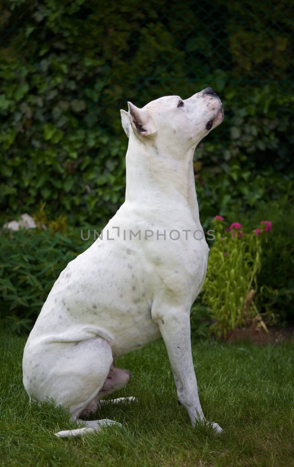 An argentin dog looking upwards.