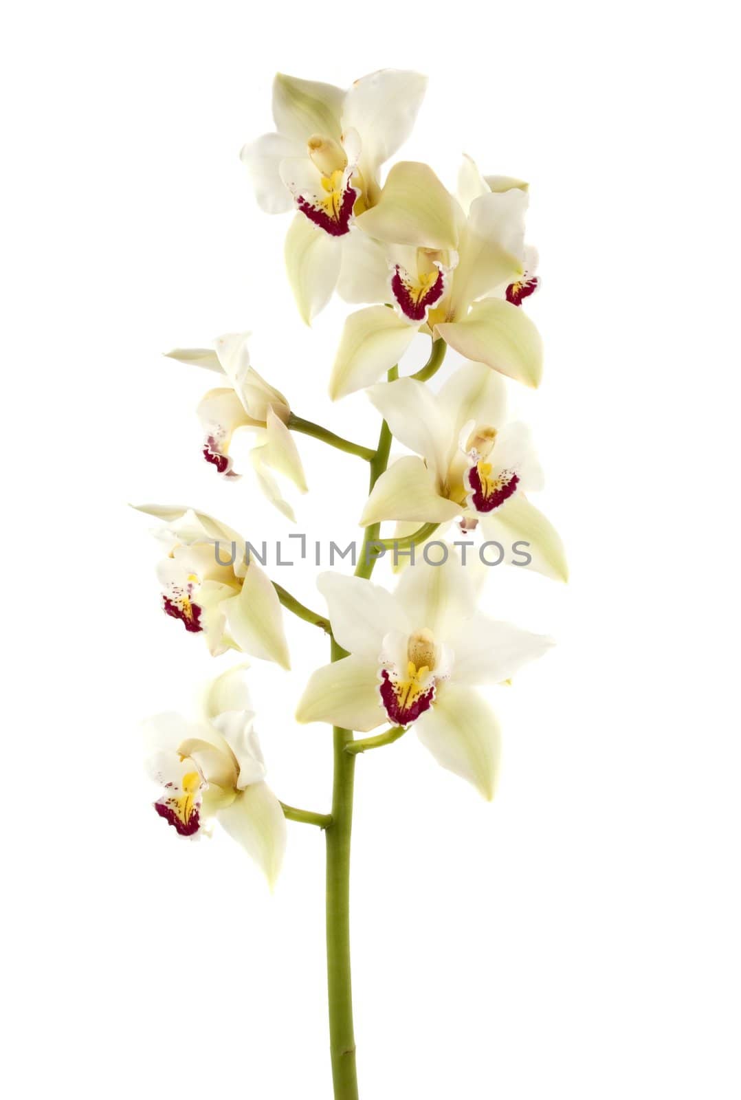 A beautiful fresh orchid