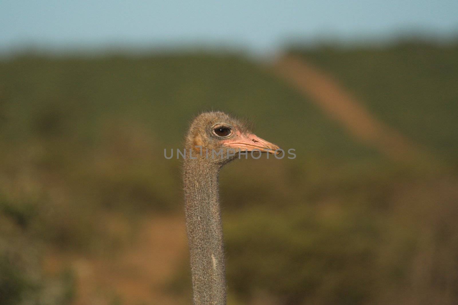Ostrich Head by nightowlza