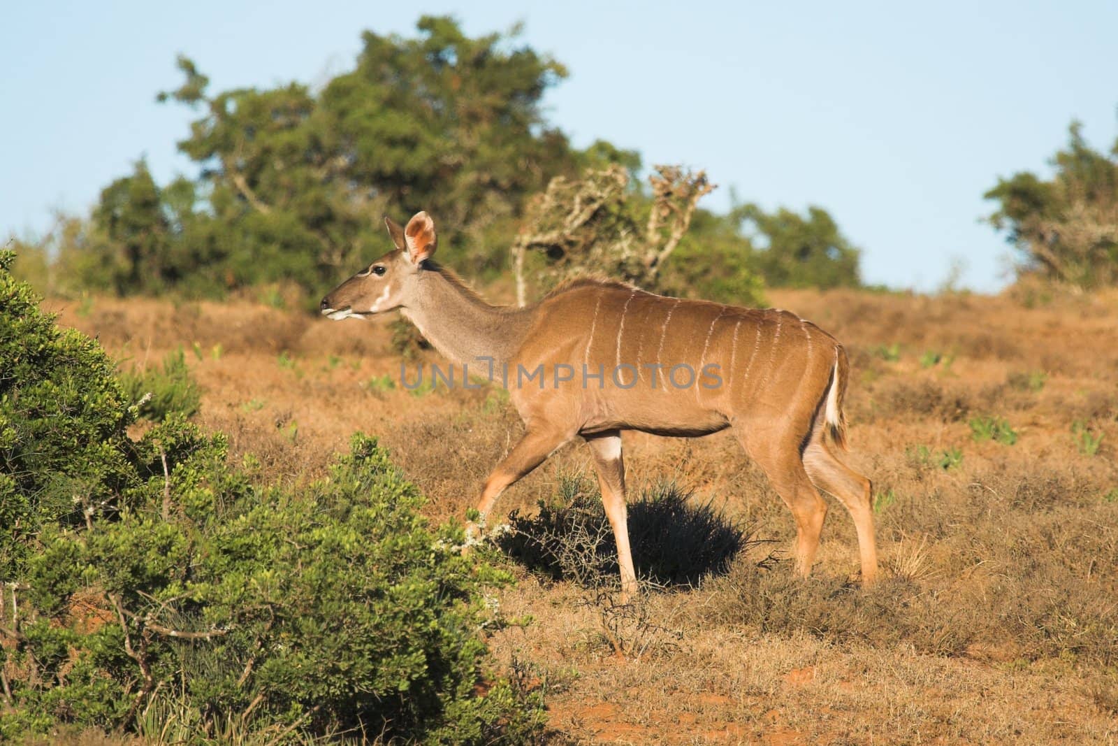 Female Kudu by nightowlza