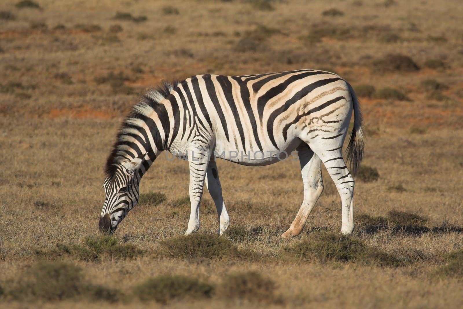 Zebra Feeding on the grass plains of Africa