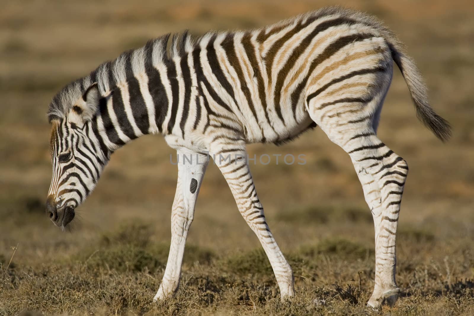 Zebra Foal by nightowlza