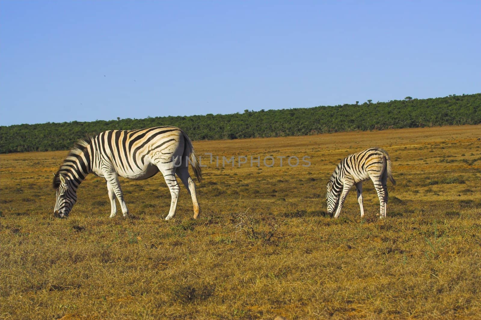 Zebra Mother and Foal grazing