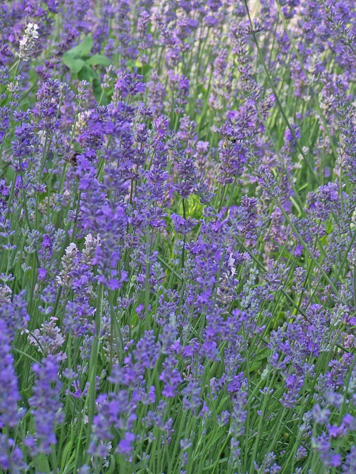 Close up of the lavender on the field.