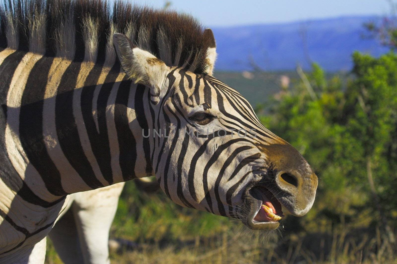 Zebra showing his teeth