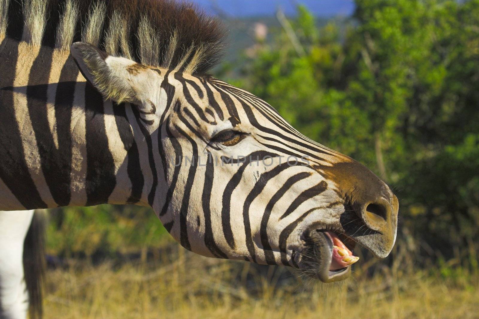 Zebra Teeth by nightowlza