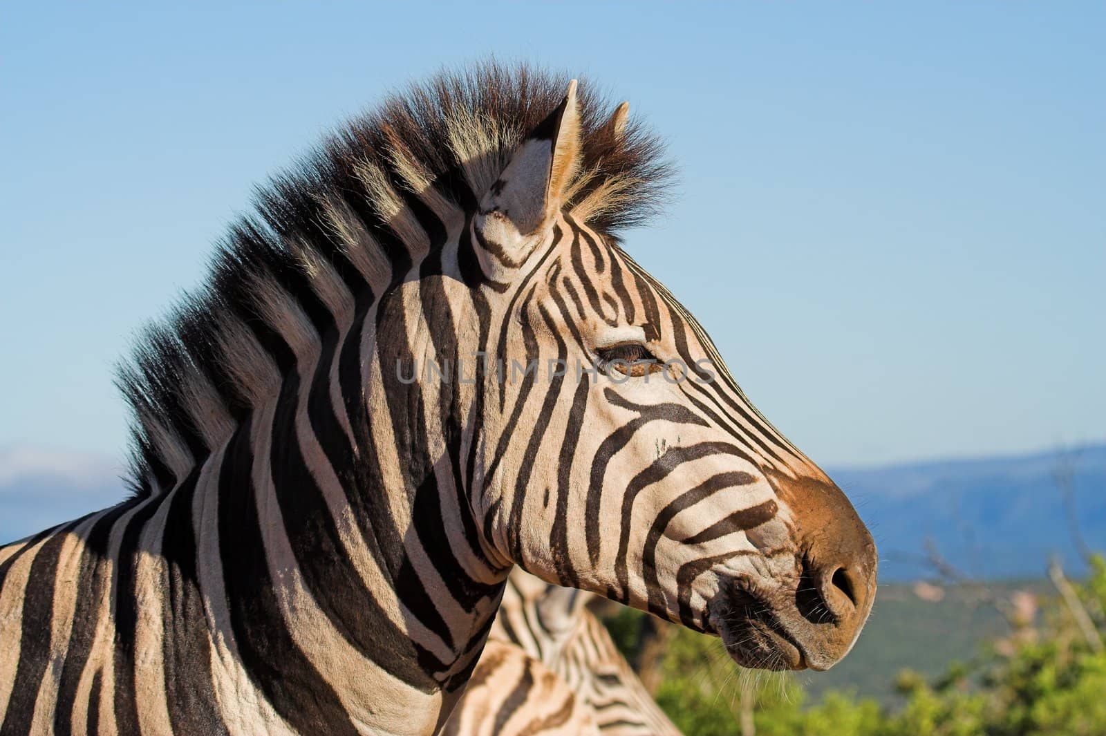 Close up of a burchell Zebra head