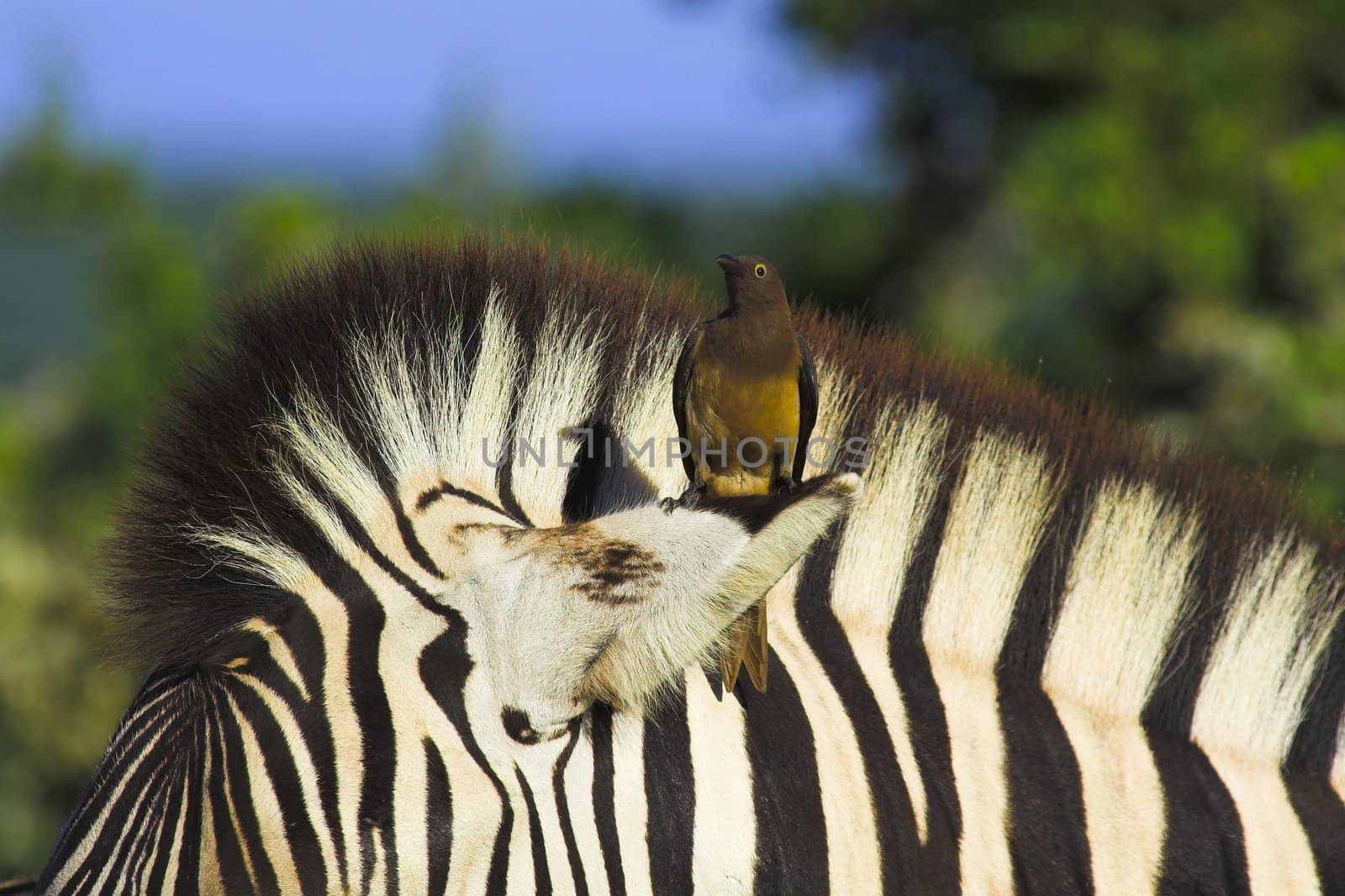 Juvenile red-billed oxpecker on the ear of a zebra