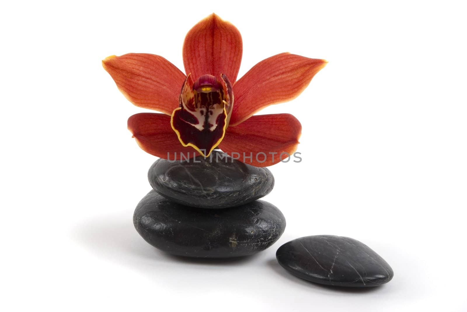 Beautiful orchid petal and pebbles