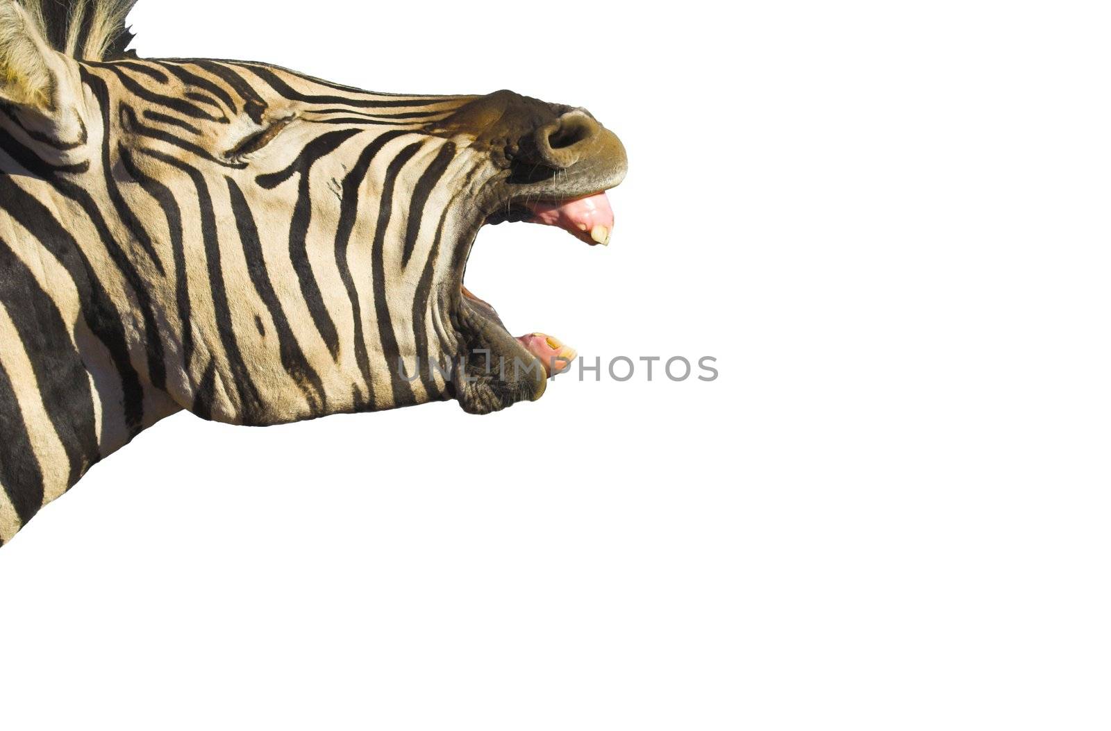 Zebra Yawn isolated by nightowlza