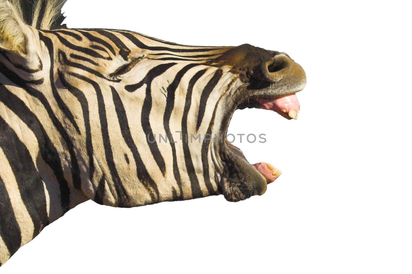 Zebra yawning with its mouth wide open, isolated on white. Good shot for dental projects