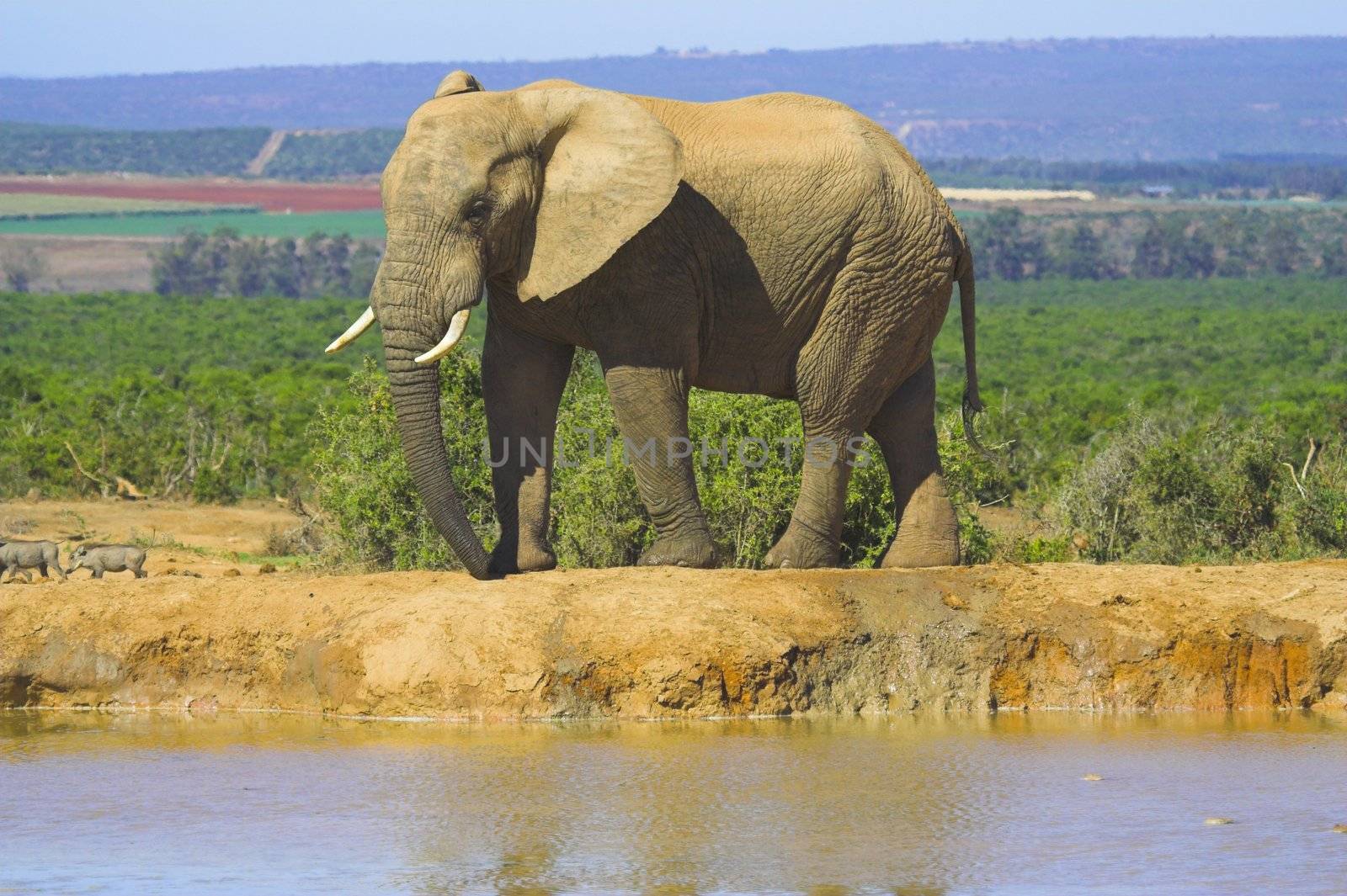 African Elephant at the waterhole