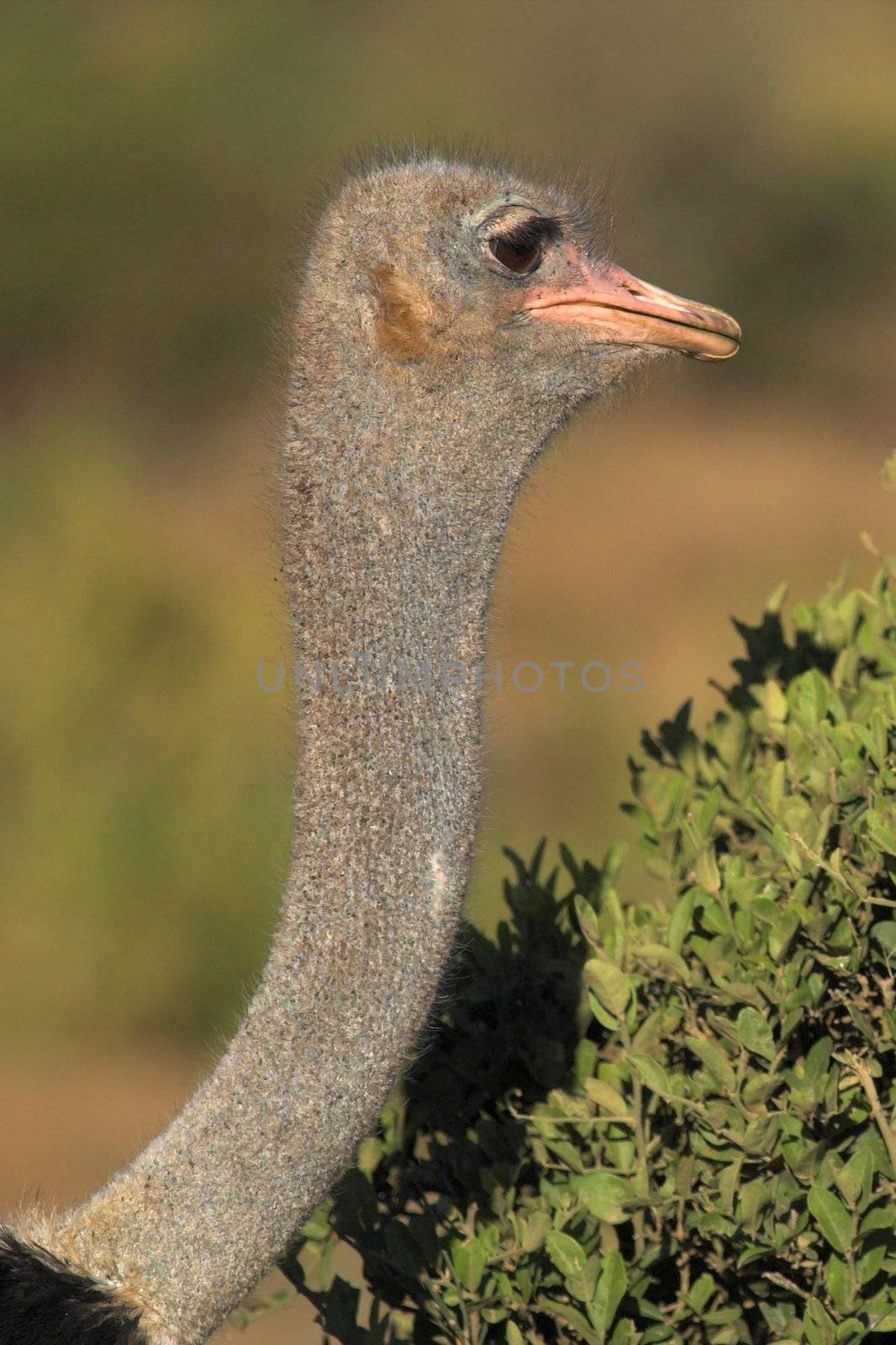 Ostrich Neck & Head by nightowlza