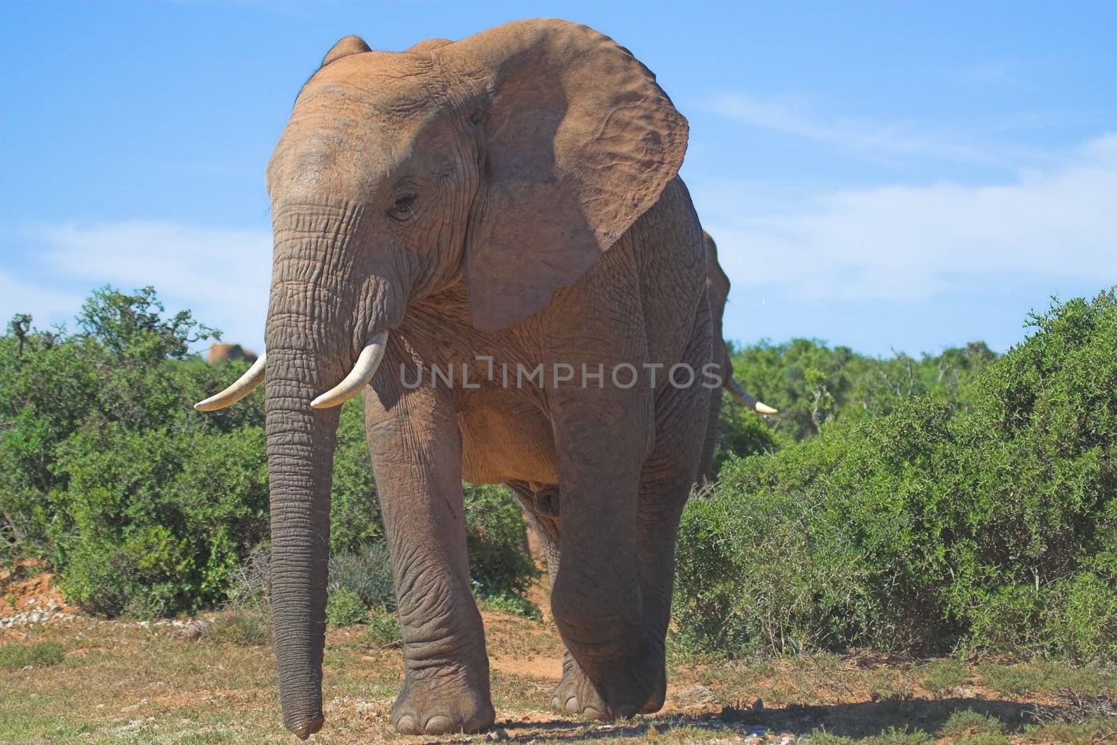 African Elephant male close up by nightowlza