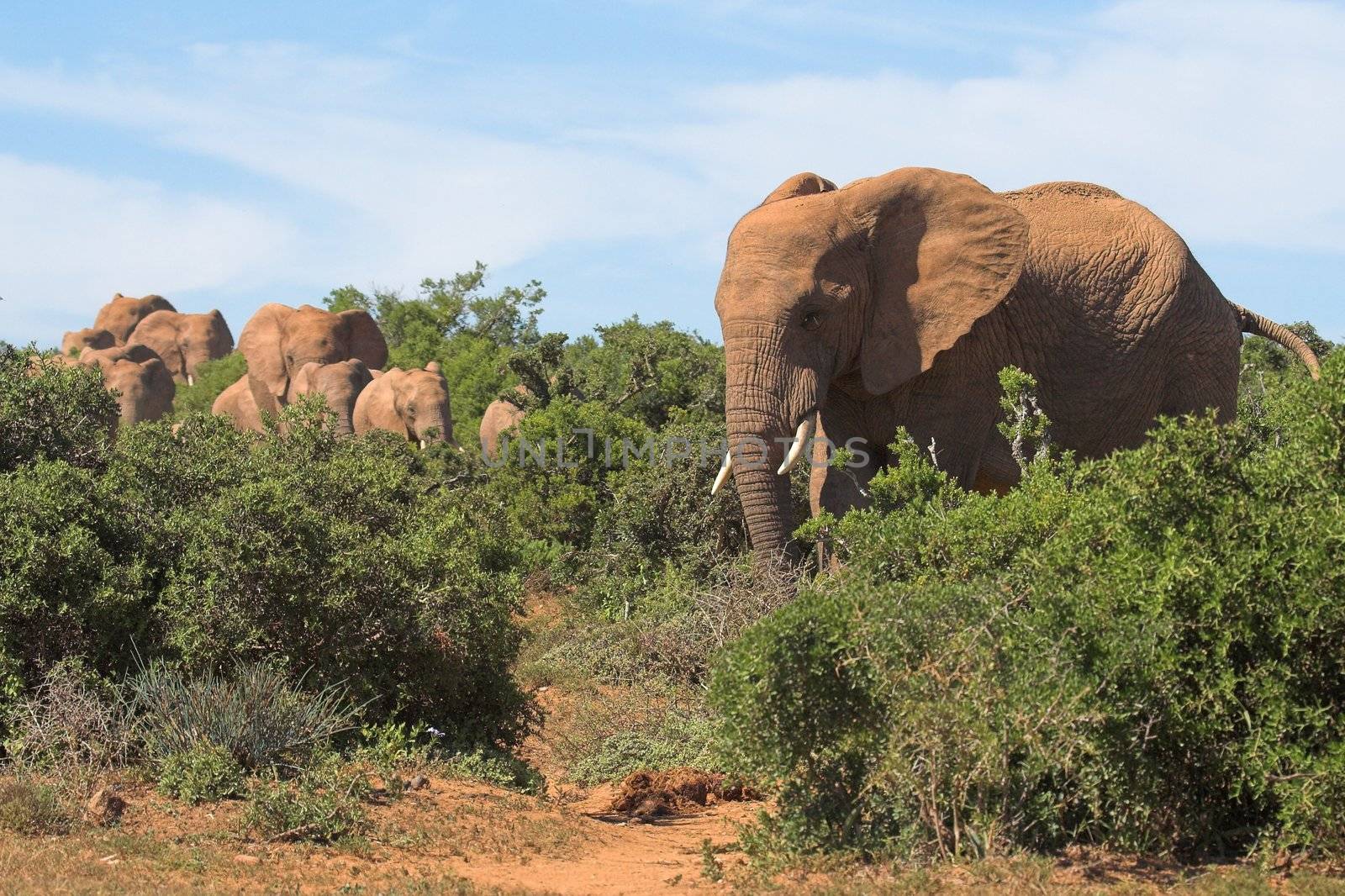 Herd of Elephants in the African Bush by nightowlza