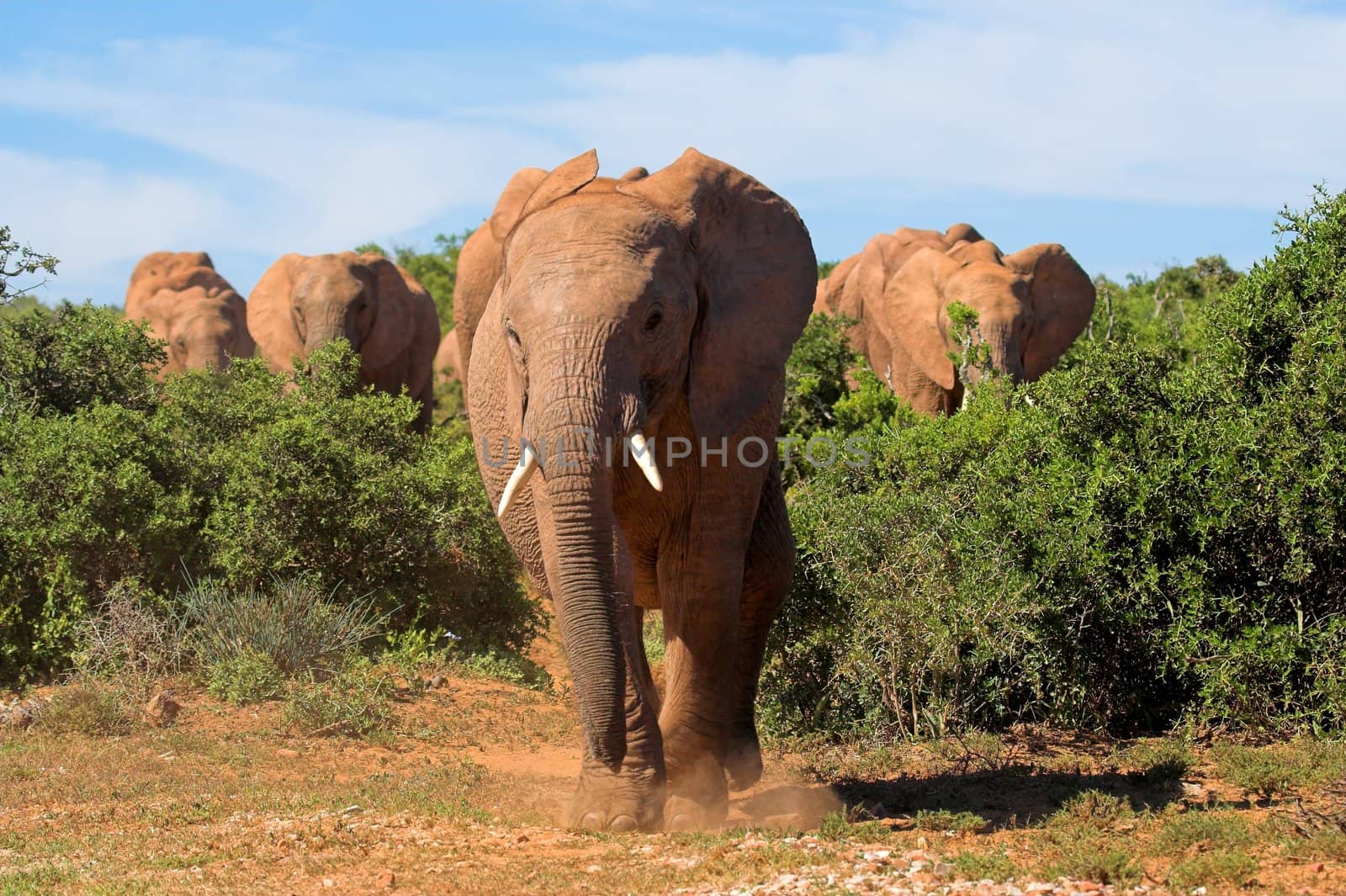 Close up of a herd of African Elephants by nightowlza