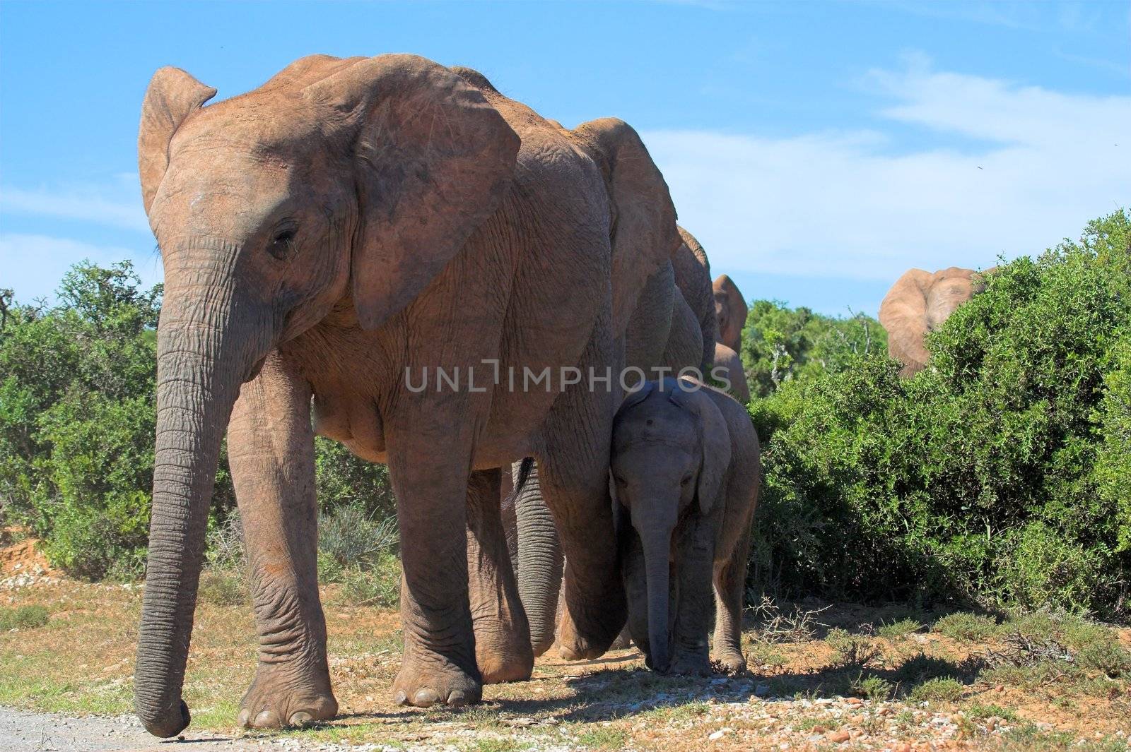 Elephant family in the African bush by nightowlza
