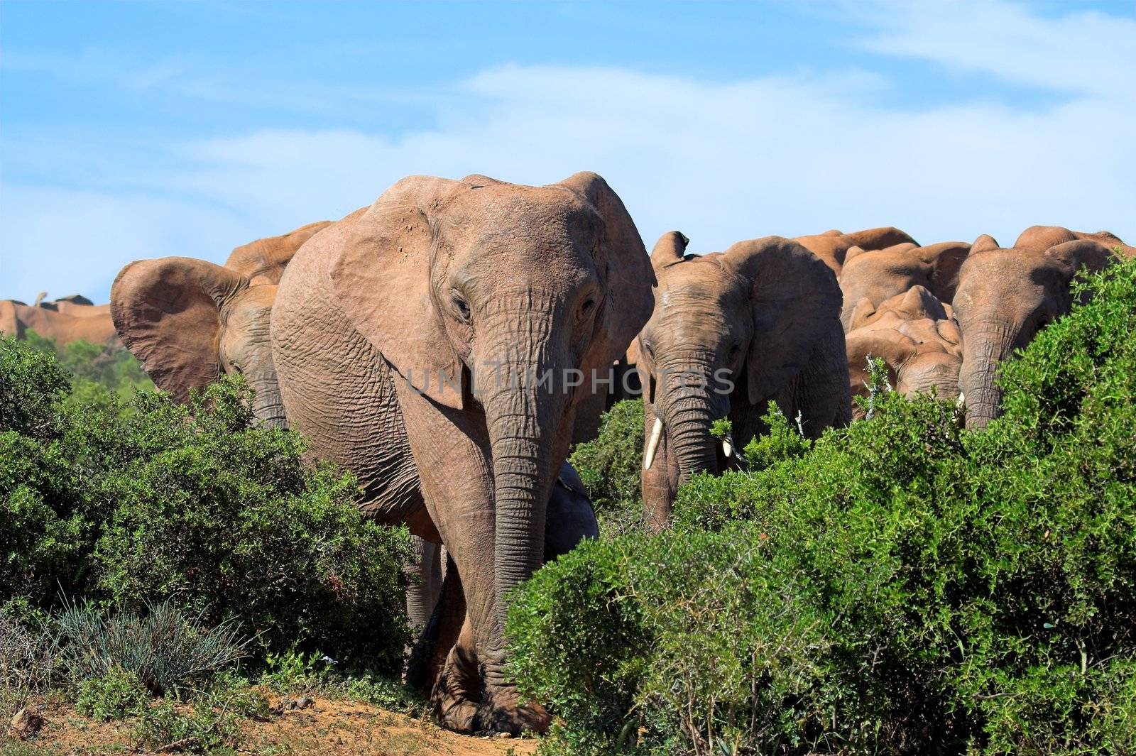 Elephants in the african bush by nightowlza