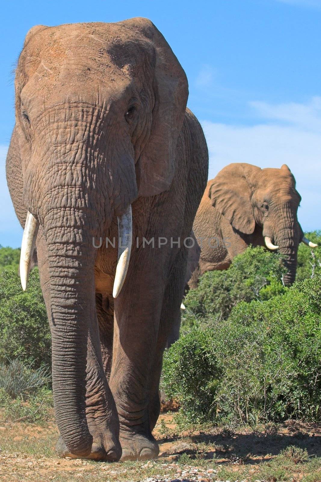 Elephants in the African bush by nightowlza