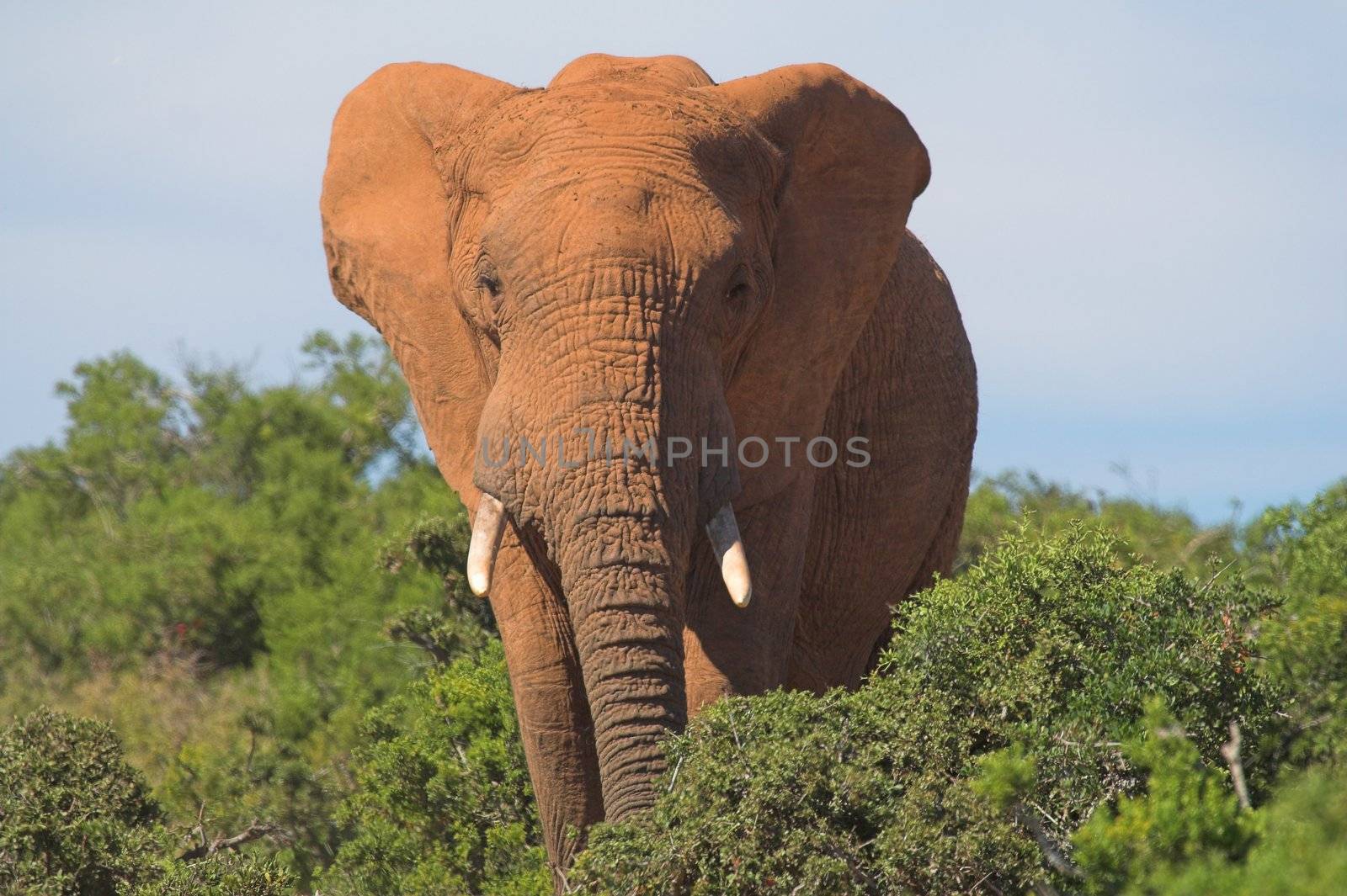 Elephant by nightowlza