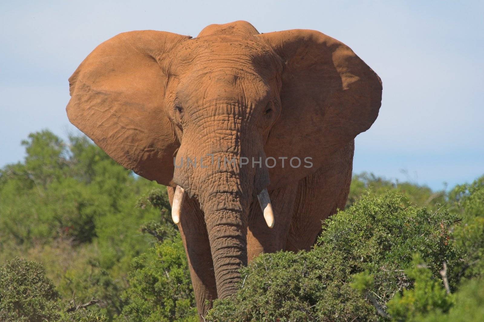African Elephant with Ears Spread by nightowlza