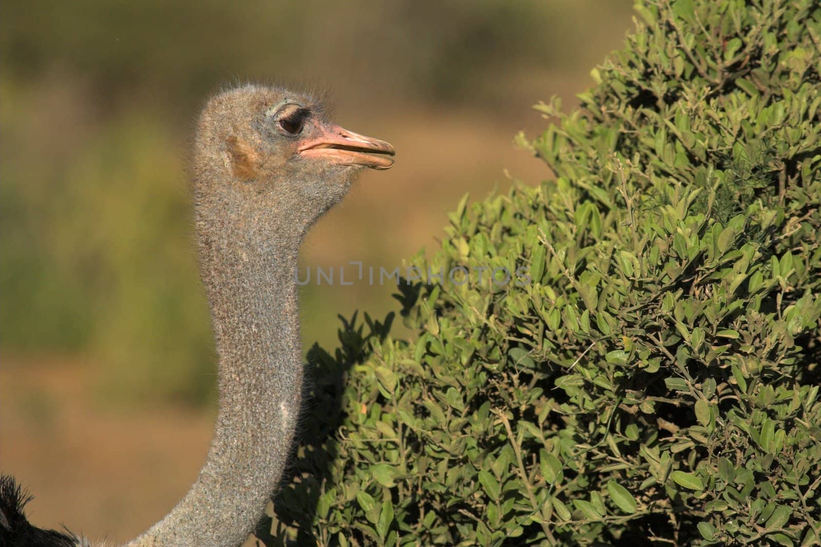 Ostrich close up by nightowlza