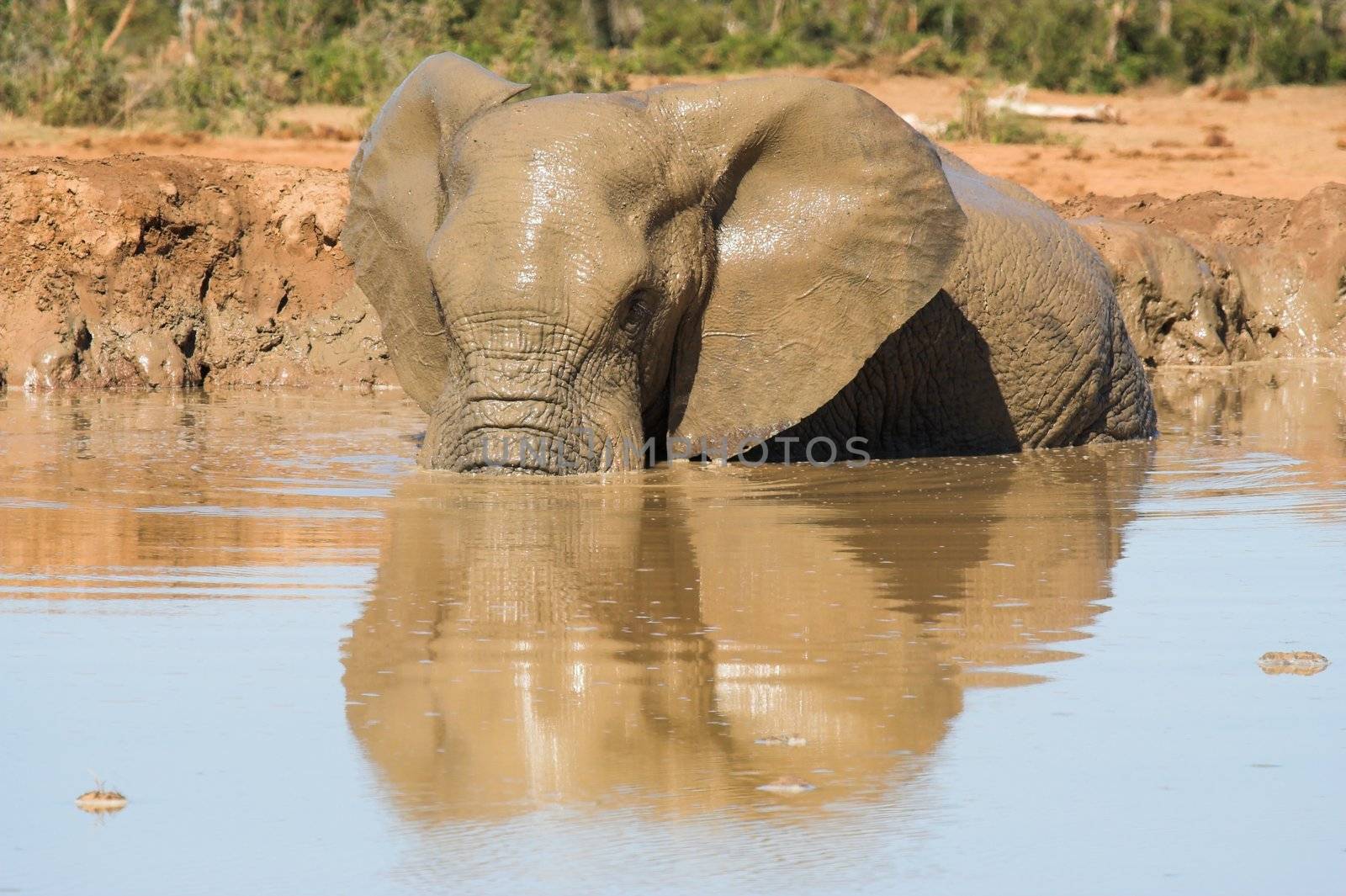Elephant bath by nightowlza