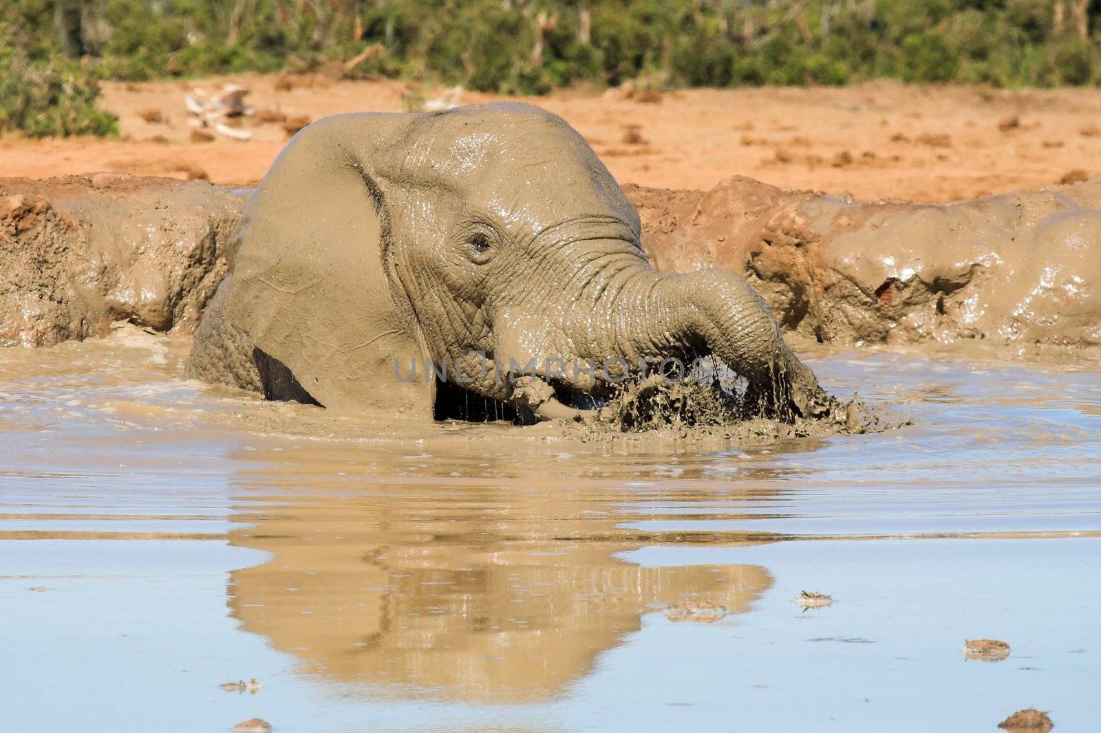 African Elephant having a bath with reflection