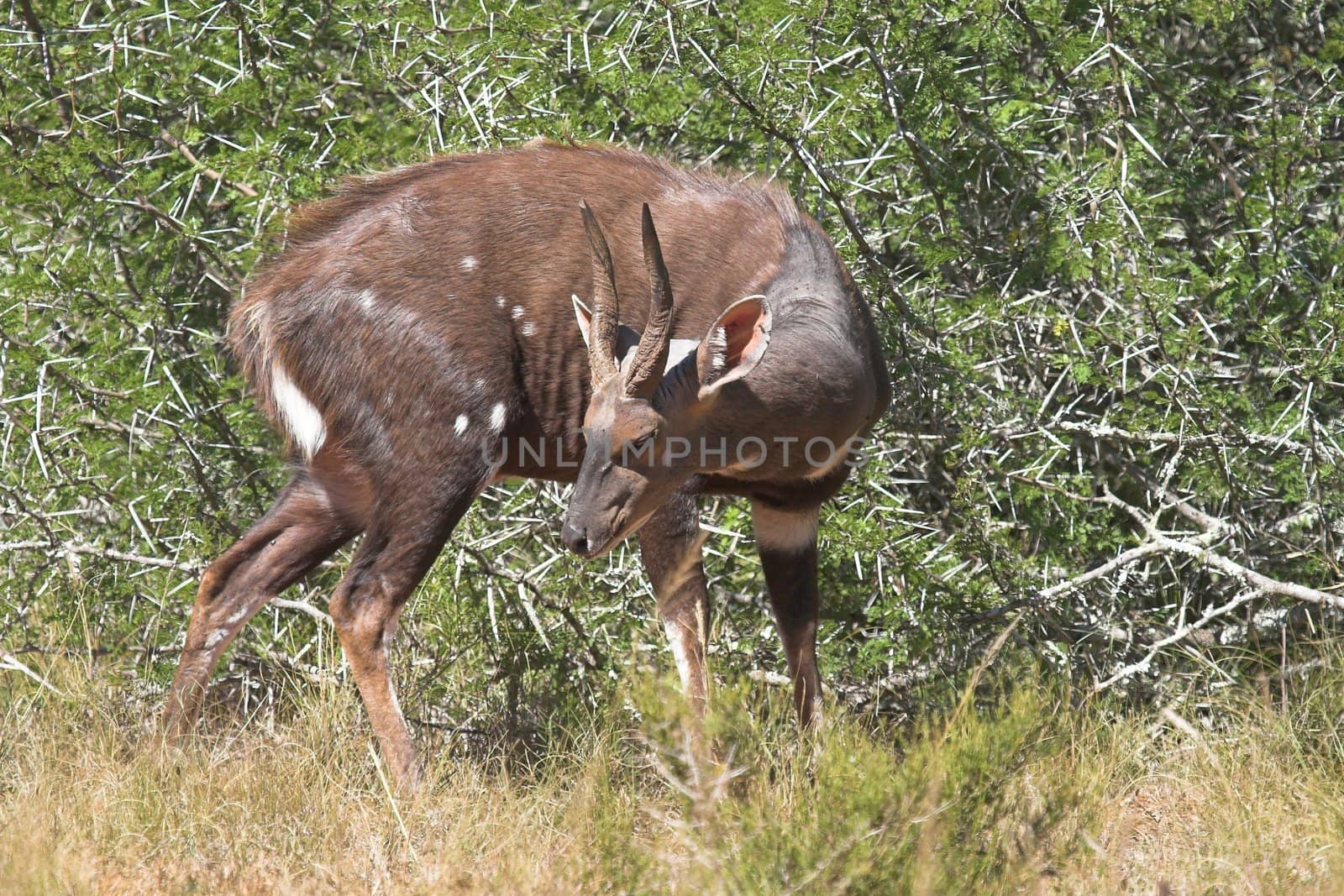 Male Bushbuck in the african thorn bush