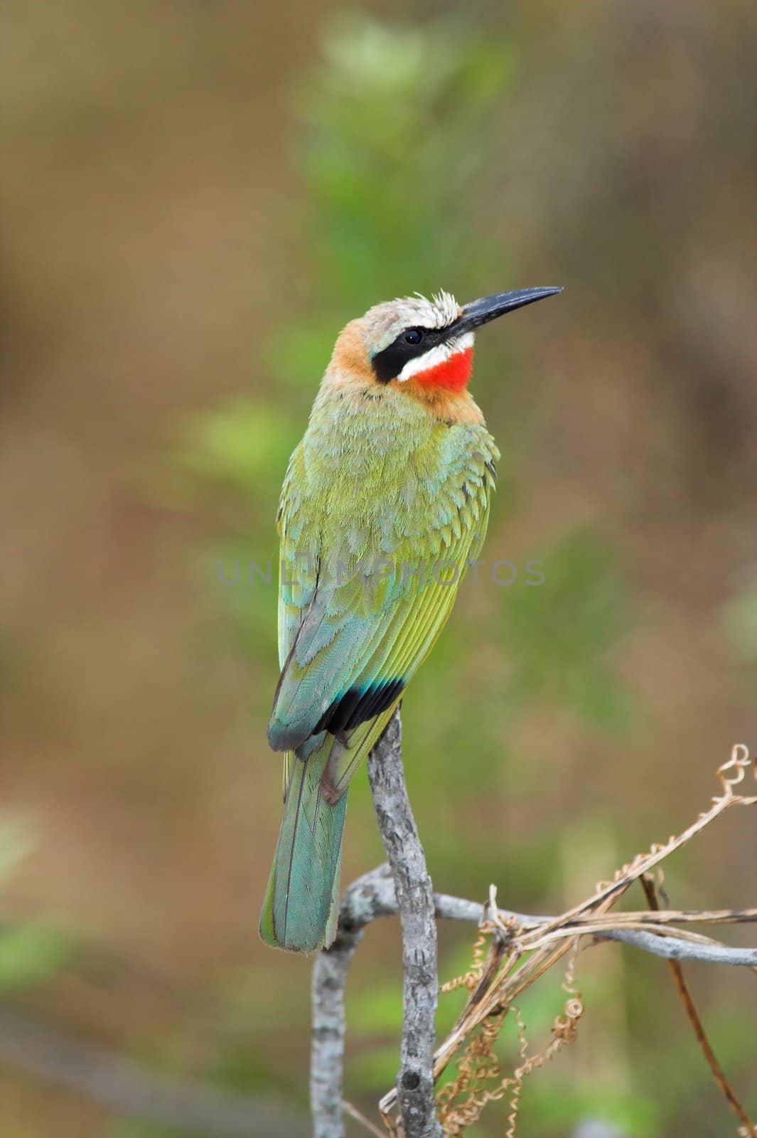 White-Fronted Bee-Eater sitting on a branch searching for insects