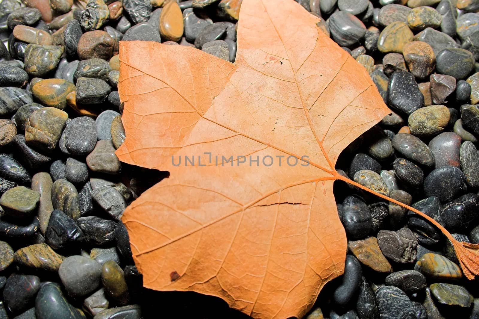 Leaf on black pebbles by nightowlza