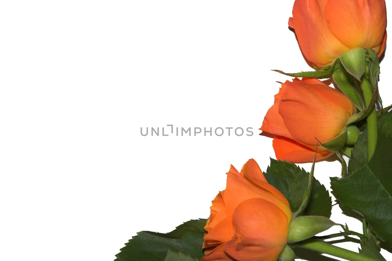 Isolated orange roses by nightowlza