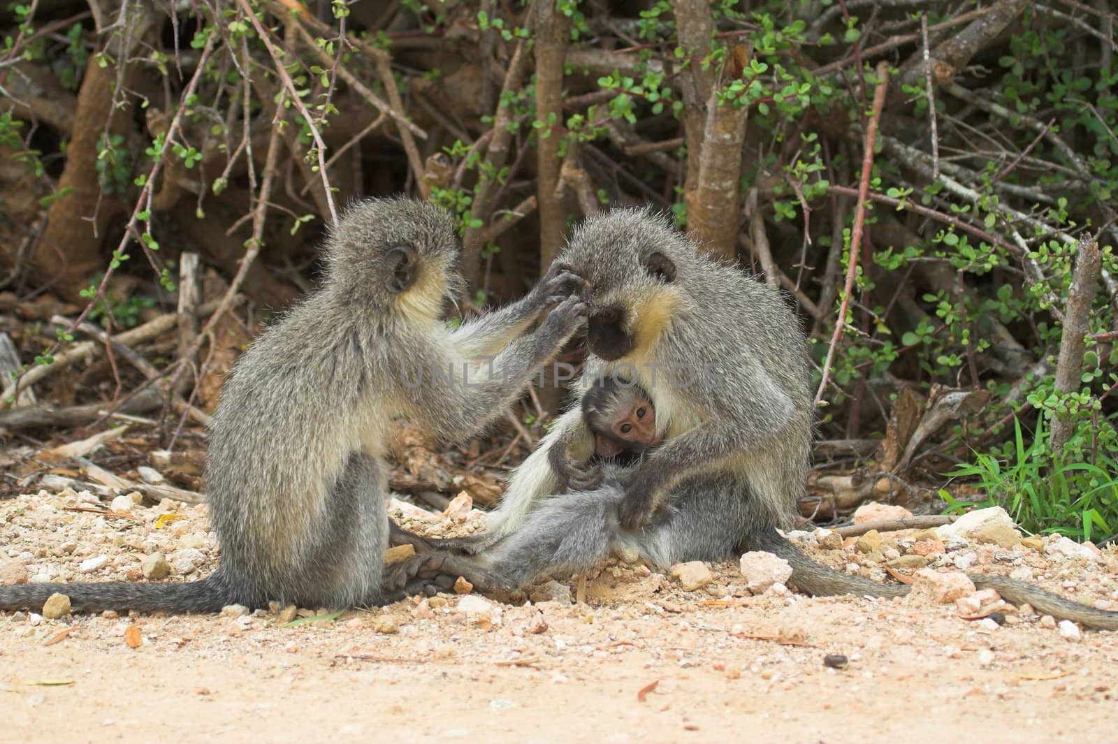 Family Grooming