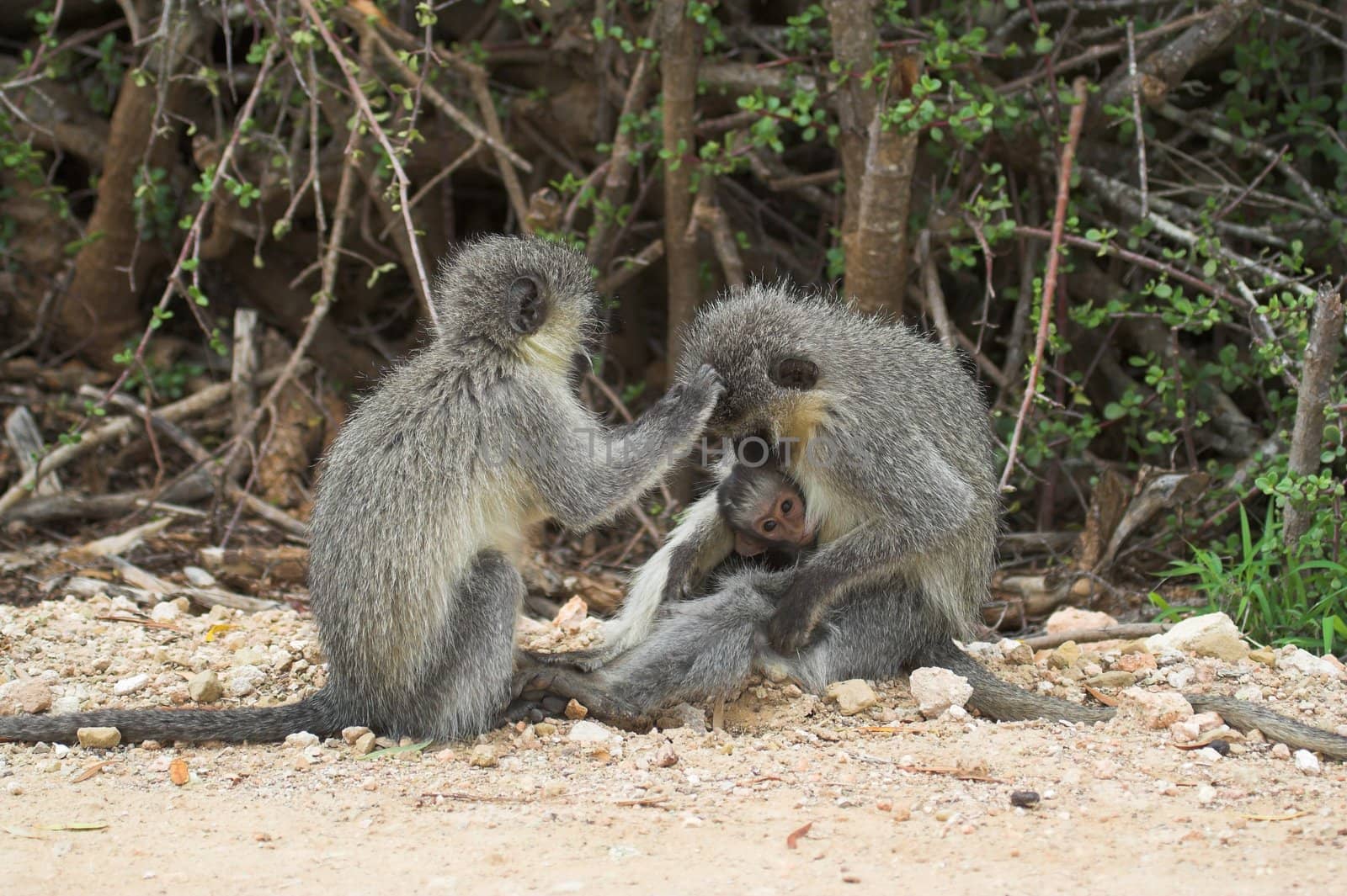 Vervet Monkey Family by nightowlza