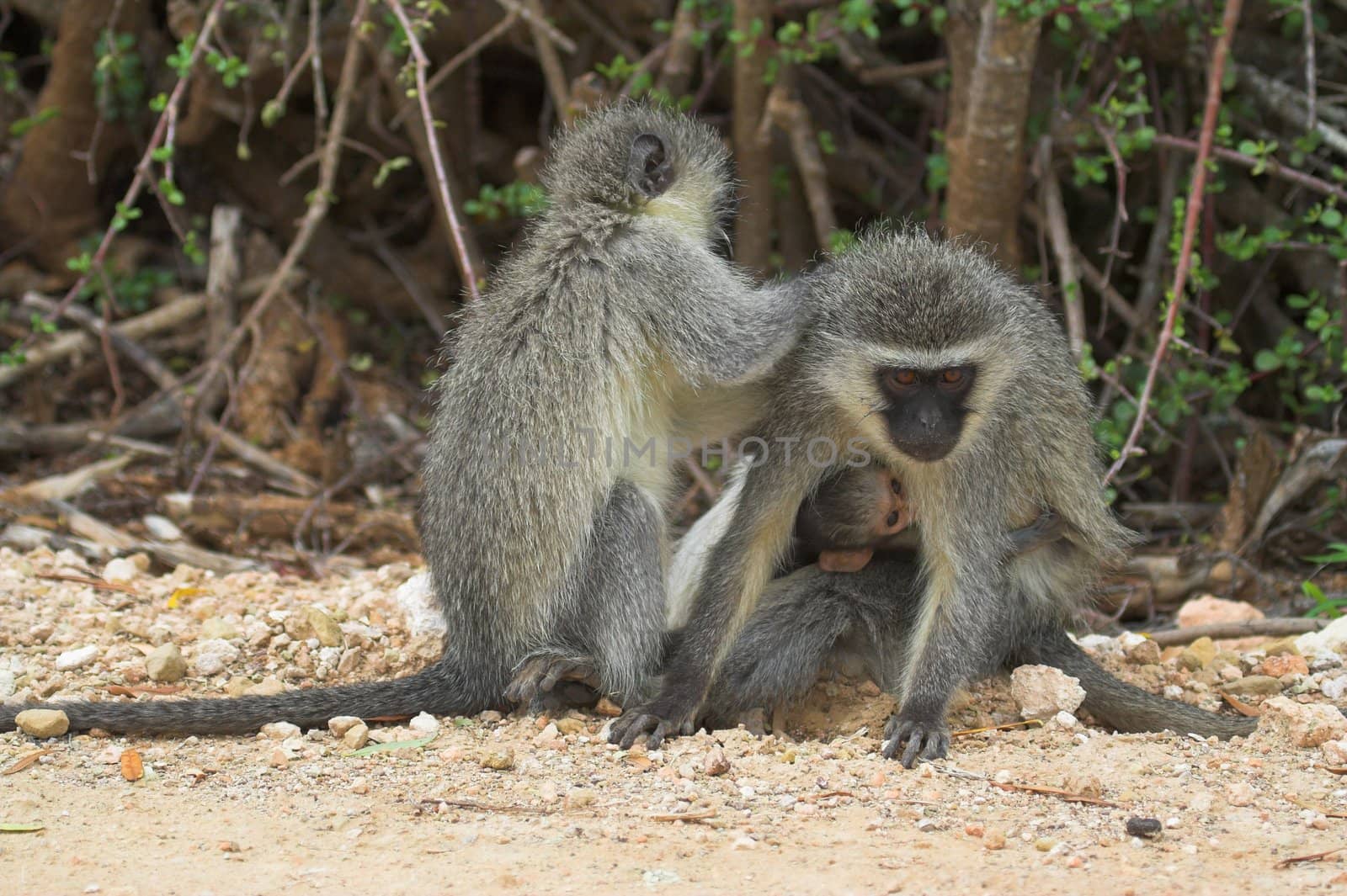 Monkey Family by nightowlza