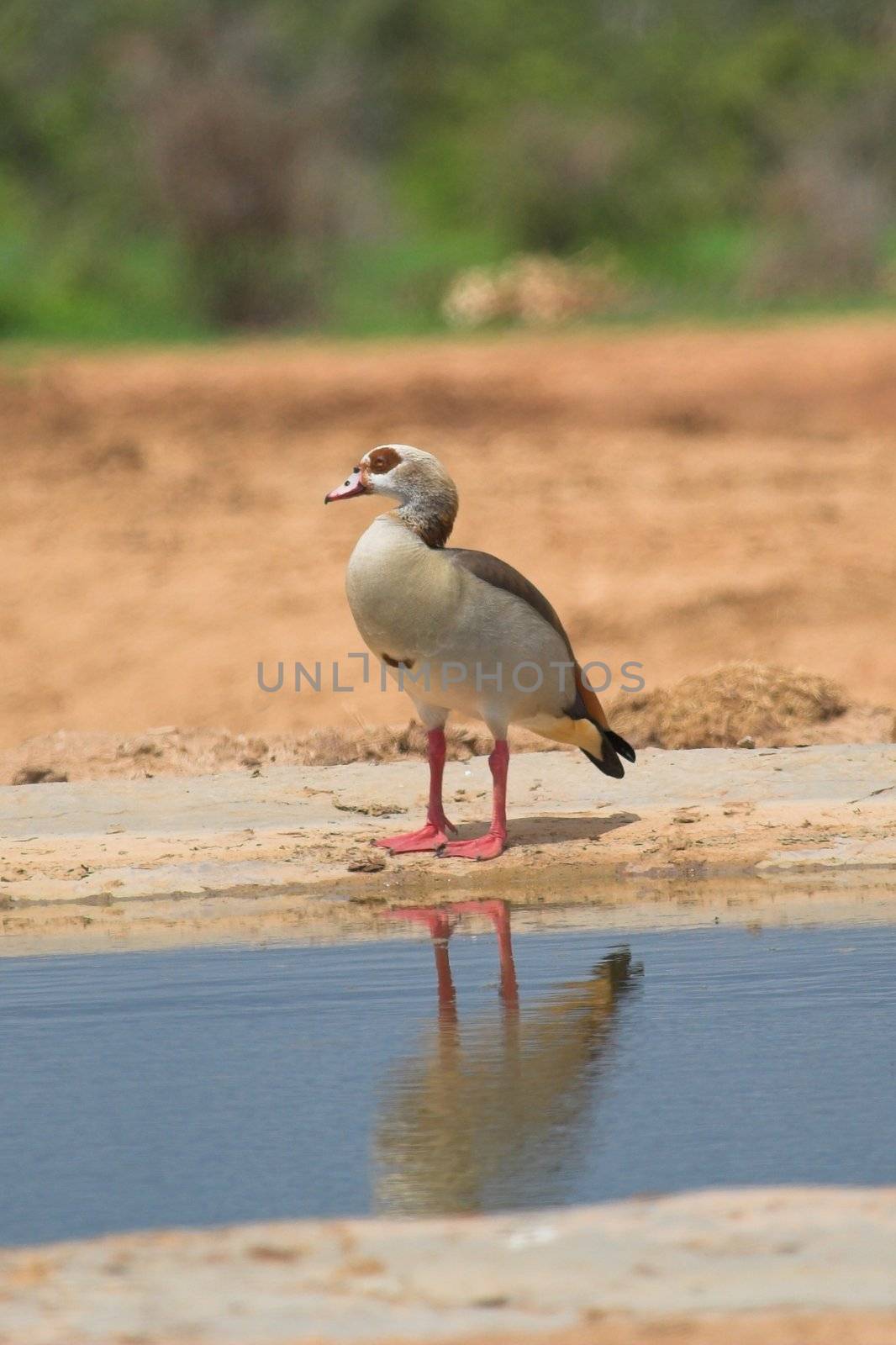 Egyptian Goose