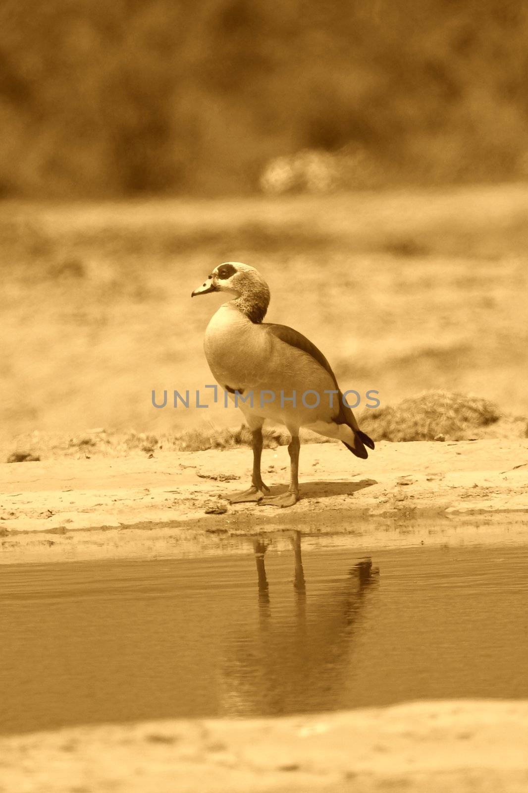 Egyptian Goose by nightowlza