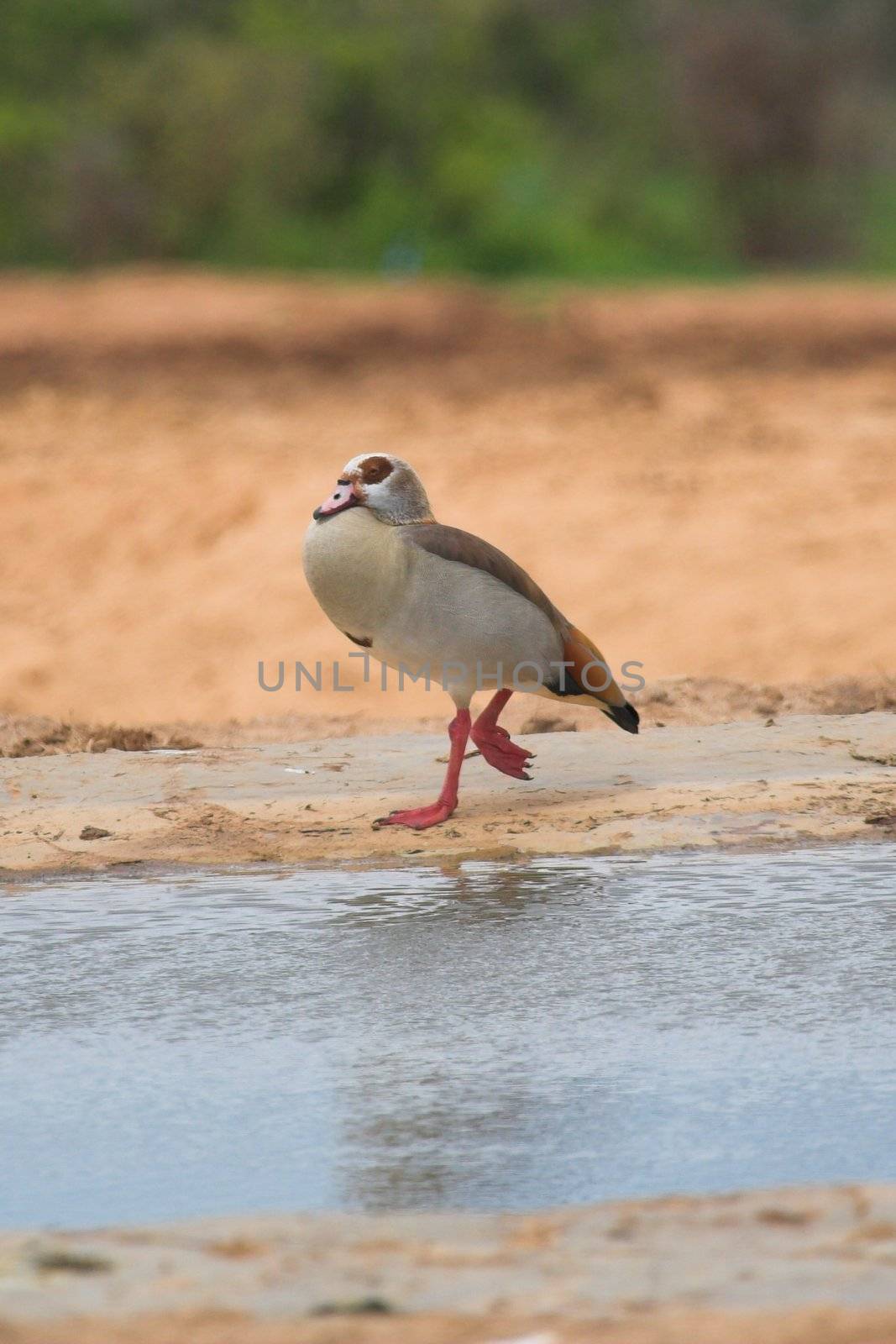 Egyptian Goose