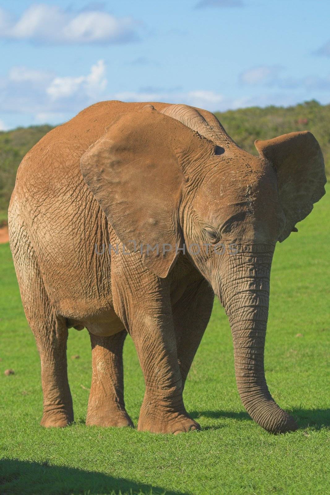 Female Elephant