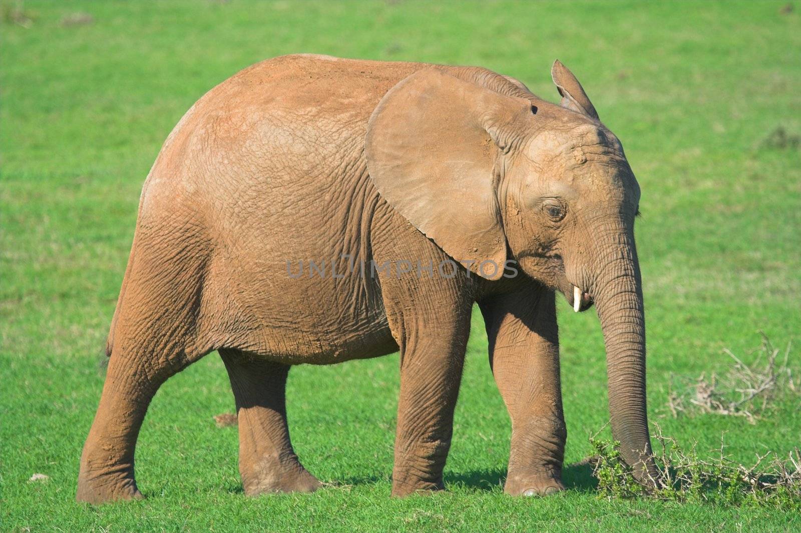 Baby Elephant by nightowlza