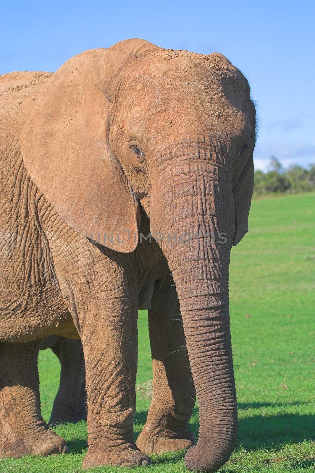 Female Elephant