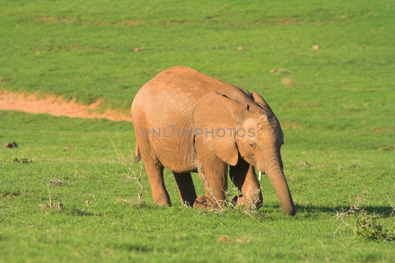 Feeding Baby