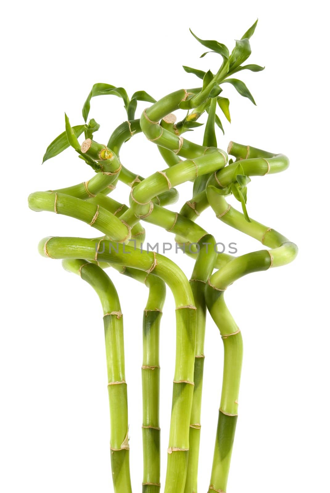 Bamboo plants