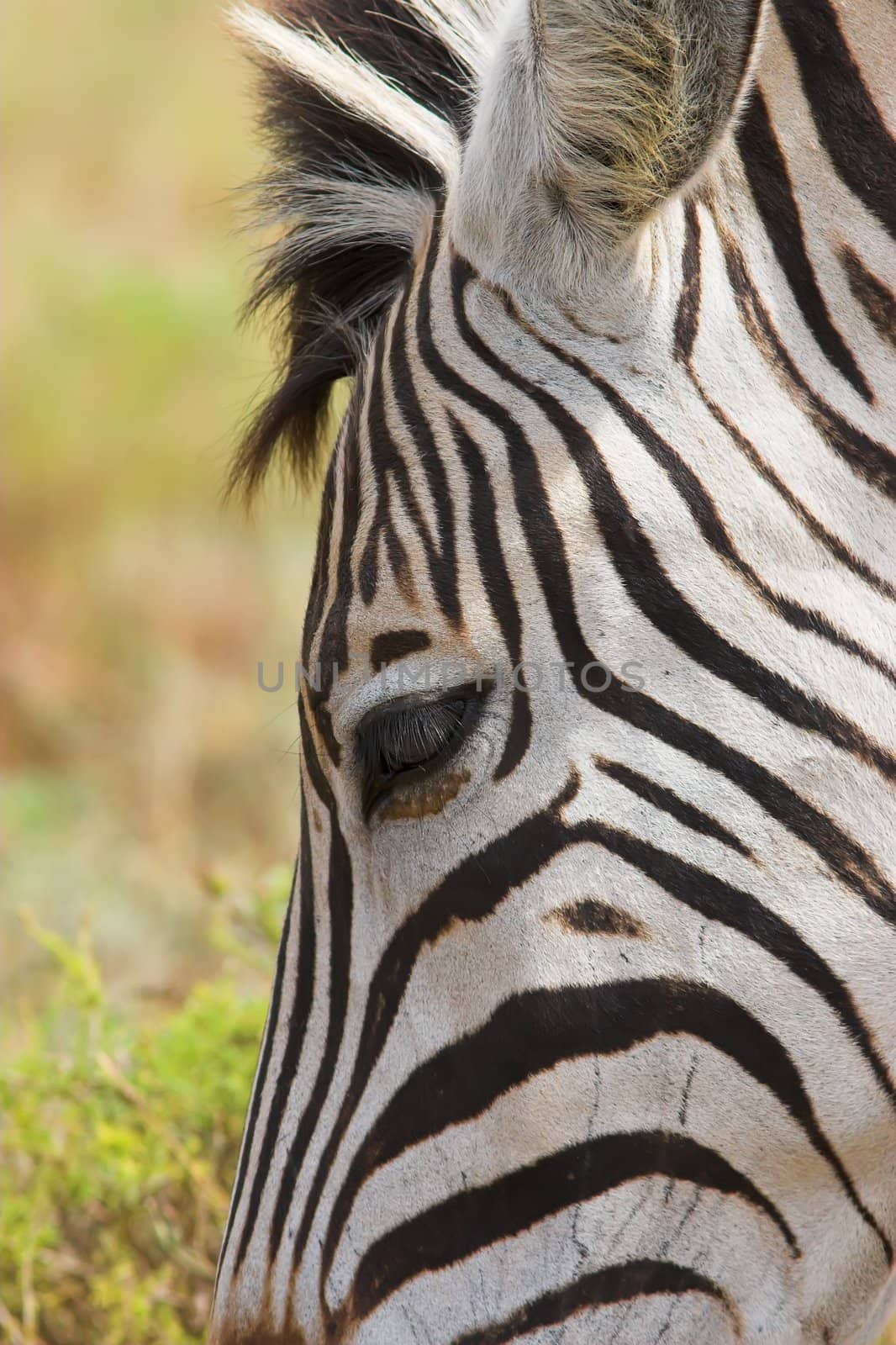 Close up of the forehead of a Zebra