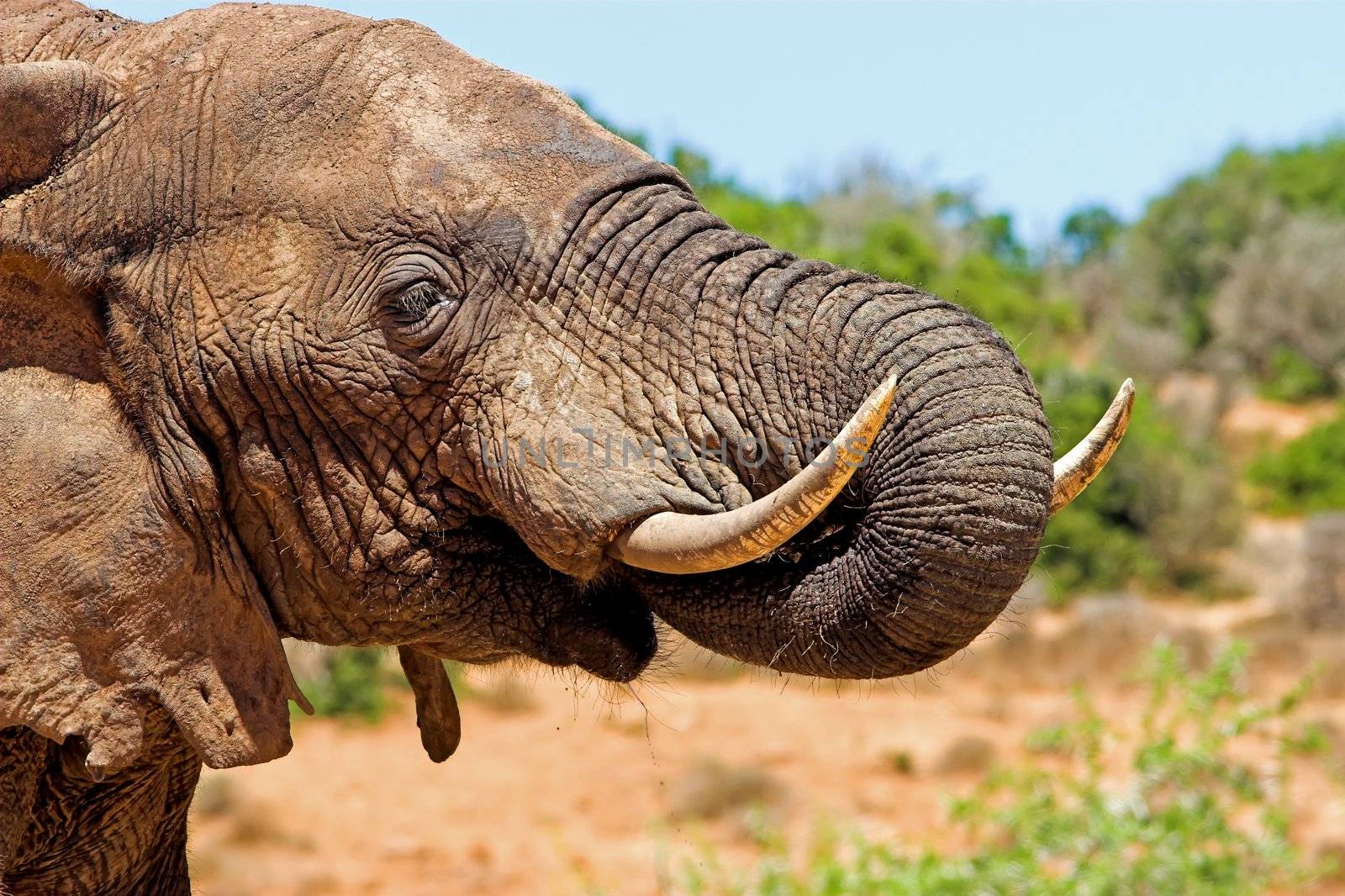 Close up of an elephant drinking water