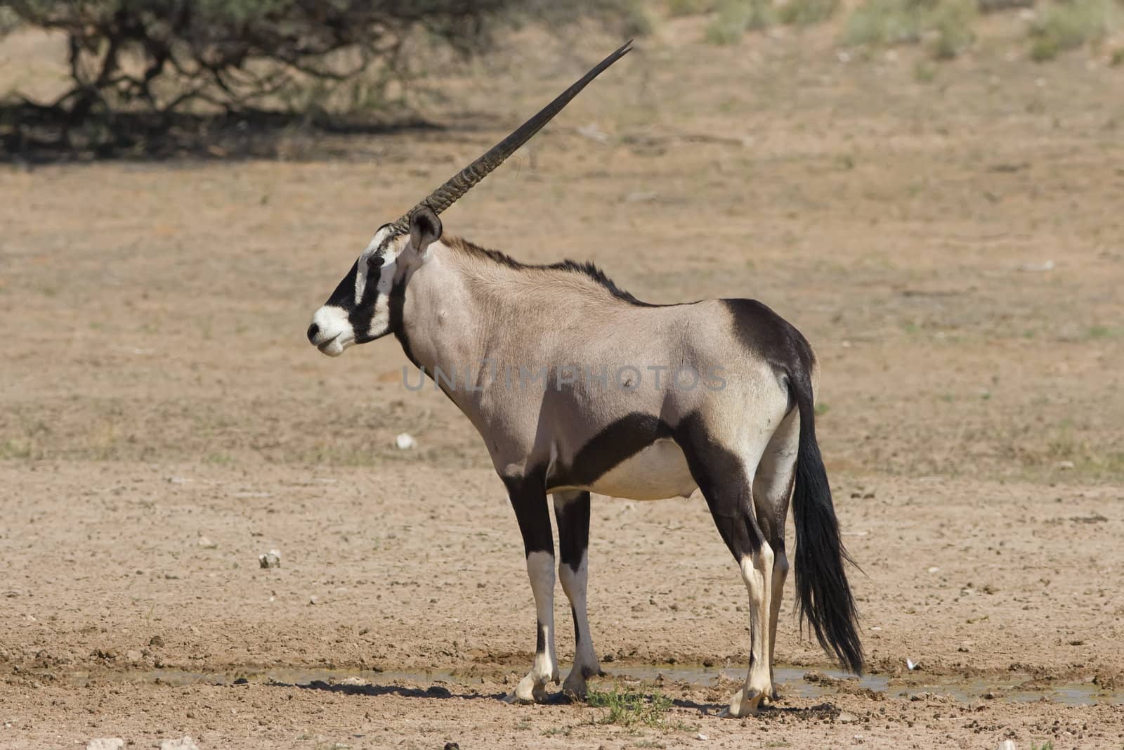 Gemsbok standing on the open plain in the Kalahari